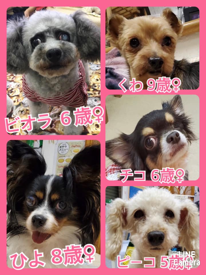 🐾今日の里親様募集中ワンコ🐶メンバーです🐾2020,8,30